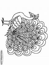 Peacock Coloring Pages Print Color sketch template
