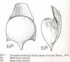 Afbeeldingsresultaten voor "cavolinia tridentata Danae". Grootte: 234 x 206. Bron: pelagics.myspecies.info