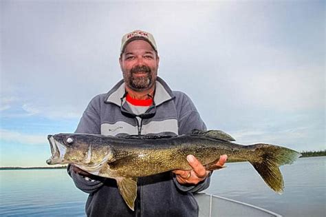 ultimate walleye fishing guides outfitters lodges trips