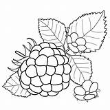 Berries Onion sketch template