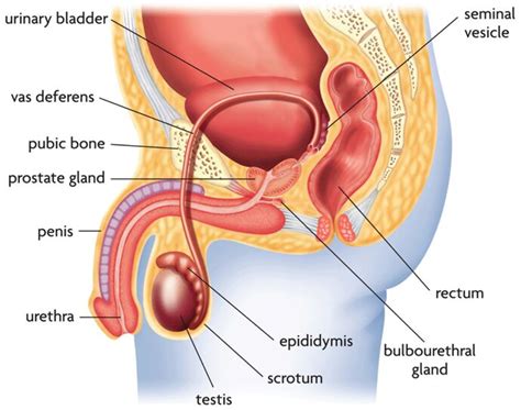 Male Internal Sexual And Reproductive Organ Diagram