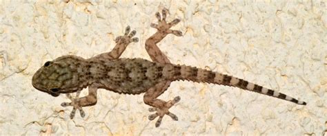 neighborhood gecko compassion crossing