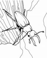 Coloring Pages Insects Bug Forest Colouring Insect Bugs Topcoloringpages Beetle sketch template