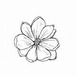 Flower Outline Magnolia Drawing Tattoo Drawings Zinnia Sketch Tattoos Small Reference Southern Flowers Rose Simple Single Outlines Virginiana Hip Getdrawings sketch template