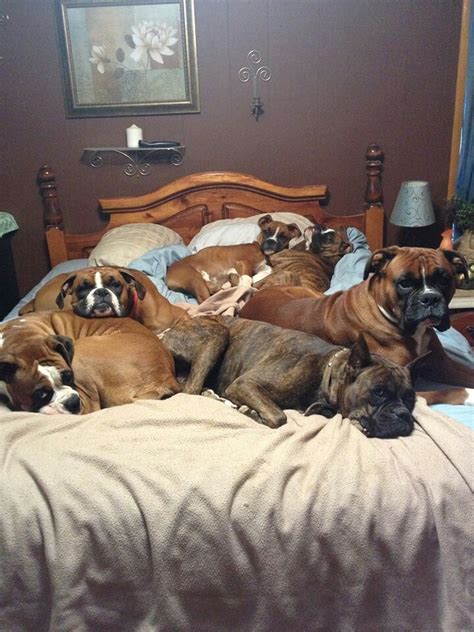 16 of the weirdest but truly wonderful boxer sleeping positions