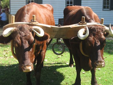 oxen  yoke  williamsburg tom munnecke flickr