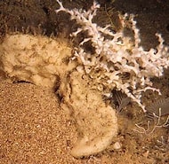Afbeeldingsresultaten voor "pachastrella Monilifera". Grootte: 190 x 185. Bron: oceanexplorer.noaa.gov