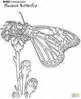Monarch Schmetterlinge Printable Monarca Ausmalbilder Schmetterling Designlooter Ausschneiden sketch template