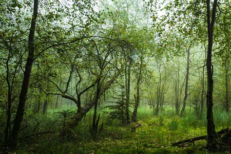 im wald luziferian photography  marco bergner