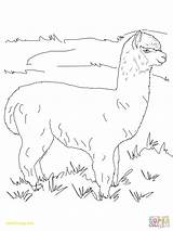 Alpaca Coloring Pages Drawing Llama Derby Draw Alpacas Kentucky Pasture Printable Cute Color Narwhal Getdrawings Getcolorings Animal Choose Board Sheets sketch template