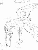 Dingo Lupus Canis Coloring Pages Categories sketch template