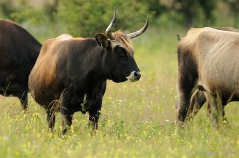 auroch images  pinterest  cattle  extinct