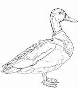Coloring Mallard Duck Pages Drawing Printable Ducks Categories Template sketch template