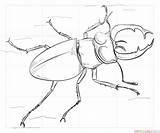 Beetle Draw Stag Step Drawing Tutorials Supercoloring Pencil Beginners Visit Choose Board sketch template
