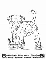 Coloring Dalmation Dog Pages Puppy Dalmatian Girls Colouring Printable Color Getcolorings Popular Comments sketch template