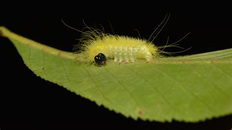 newsela these soft and cuddly caterpillars can poison you