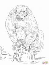 Uakari Coloring Bald Pages Printable Drawing sketch template