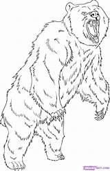 Bear Grizzly Coloring Pages Drawing Draw Step Standing Printable Dessin Imprimer Drawings Realistic Animal Angry Coloriage Bears Outline Dragoart Animals sketch template