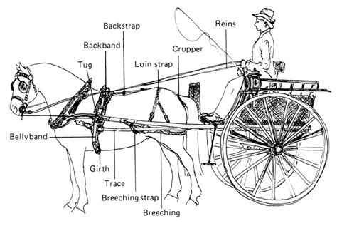 horse harness horse cart horse  buggy