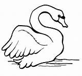 Swan Coloring Pages Mute Swans Printable Color Print Online Supercoloring Categories Kids sketch template