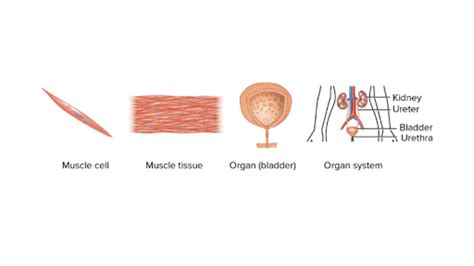 Tissues Organs And Organ Systems Article Khan Academy