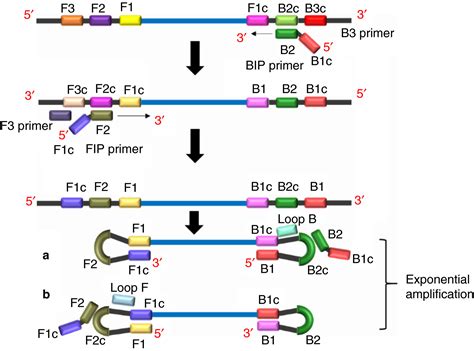 loopmediated isothermal amplification lamp  versatile technique  detection  micro