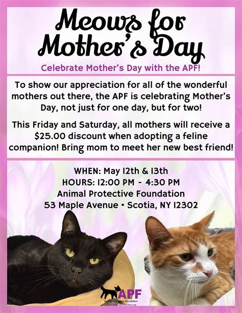meows  mothers day cat special animal protective foundation