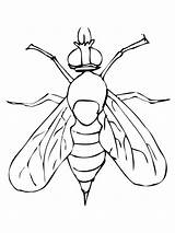 Mosca Drosophila Moscerino Fruta Vinagre Kolorowanki Frutta Ausmalbild Kolorowanka Fruchtfliege Insetti Disegnare Muszka Fliege Animali sketch template