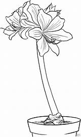 Coloring Amaryllis Hippeastrum Flower Pages Coloringbay Choose Board sketch template