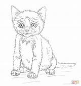 Coloring Kitten Outline Pages Comments Printable sketch template