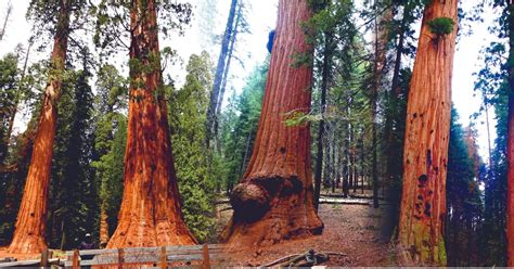 details 100 parque de árboles gigantes en california abzlocal mx