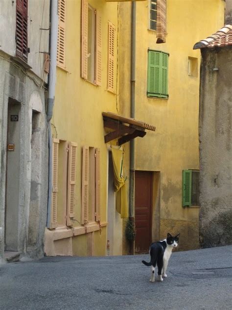 Cat From Gattières {france} Traveling Cats Travel