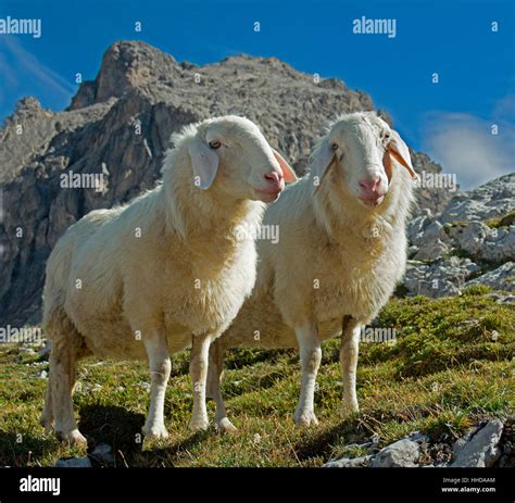 domestic sheep tiroler bergschaf  animals  front   dolomites laserzkopf stock photo