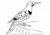 Flicker Northern Draw Drawing Step Woodpeckers Tutorials Drawingtutorials101 sketch template