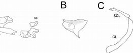 Afbeeldingsresultaten voor Panturichthys fowleri Anatomie. Grootte: 262 x 104. Bron: bioone.org