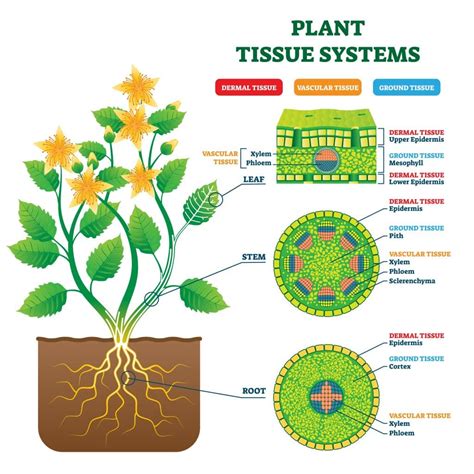 plant stem diagram background humans diagram anatomy gambaran