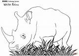 Rhino Rinoceronte Rhinoceros Rhinocéros Nashorn Colorier Breitmaulnashorn Selvagem Colorironline Rinocerontes Hugolescargot Designlooter sketch template
