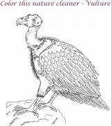Vulture Getdrawings Buzzard Coloringtop sketch template