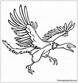 Coloring Pages Archaeopteryx Dinosaur Archeopteryx Compsognathus Microraptor Dinosaurs Coloringpagesonly sketch template