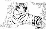 Tiger Coloring Pages Lion Siberian Printable Tigers Color Drawing Colo Getcolorings Print Tigre Coloriage Beautiful Imprimer Lions Getdrawings Choose Board sketch template