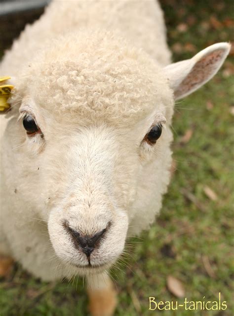 ewe lambs meet bonnet gulf coast sheep sheep farm sheep sheep  lamb
