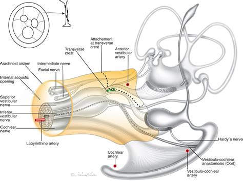 threedimensional imaging   human internal acoustic canal  arachnoid cistern