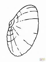 Muschel Ausmalbild Malvorlage Clam Muscheln Ausmalen Kostenlos Ausdrucken Malvorlagen Kinderbilder Shells Clipartmag sketch template