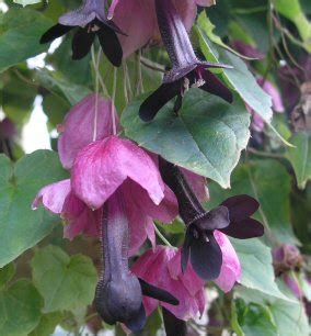rhodochiton atrosanguineus seeds purple bell vine twining vine garden