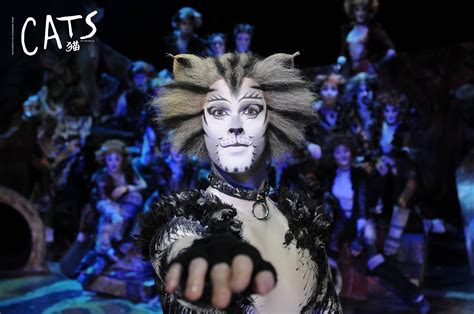 buy cats  musical stage  beijing