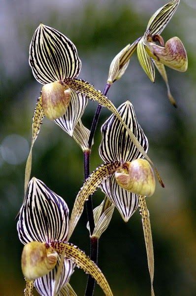 8 Orchids Ideas Orchids Paphiopedilum Beautiful Orchids