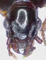 Afbeeldingsresultaten voor "urothoe Brevicornis". Grootte: 150 x 196. Bron: bugguide.net