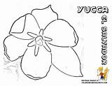 Salvador Pages Yucca Guiana Official Cattleya Ceibo Brazil sketch template