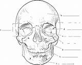 Skull Bone Label Anatomy Coloring Skeletal Frontal System Blank Diagram Chapter Three Pages Answer Key Printable Labels Orbit Temporal Rocks sketch template