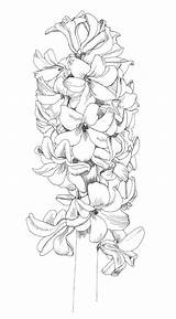 Hyacinth Jacinthe Hyacinthus Zen Botanical Plantes Bulbe sketch template